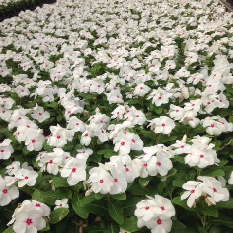 Vinca Titan Polka Dot - View 6 from www redcrocus com