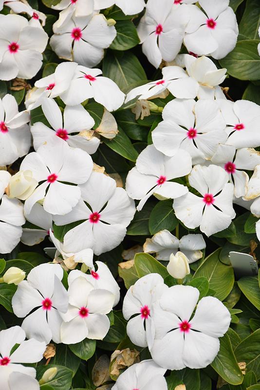 Vinca Titan Polka Dot - View 7 from www redcrocus com