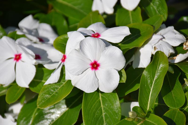 Vinca Titan Polka Dot - View 8 from www redcrocus com