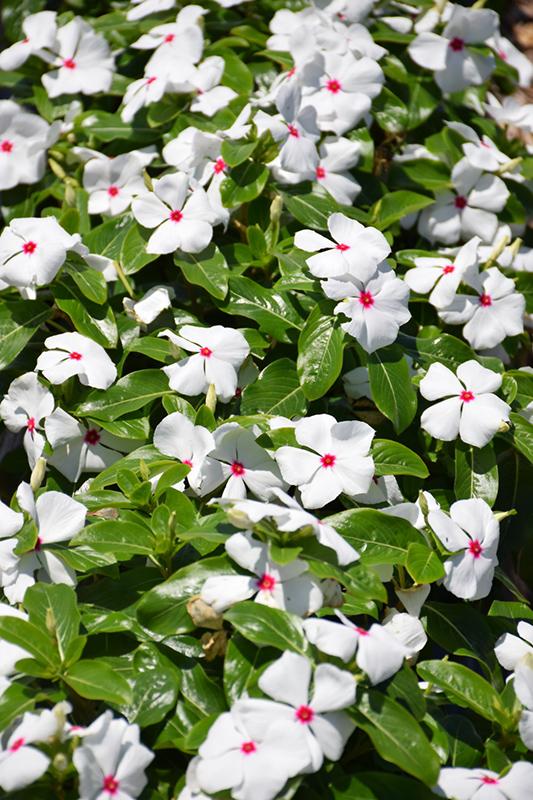 Vinca Titan Polka Dot - View 9 from www redcrocus com