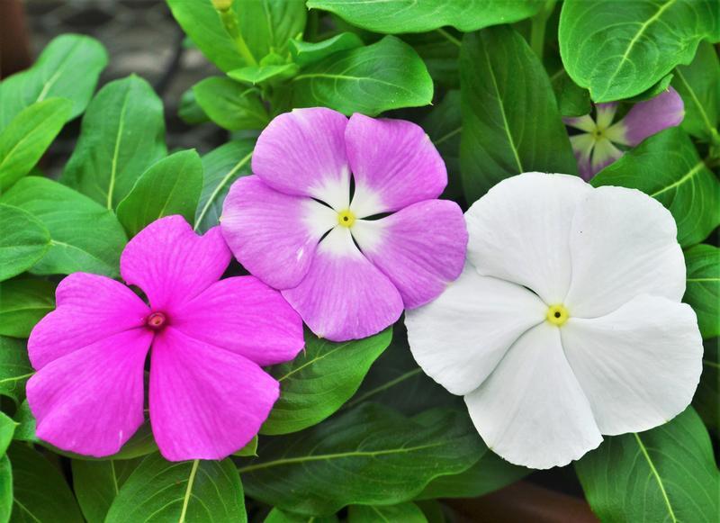 Vinca Titan Lilac - View 12 from www redcrocus com