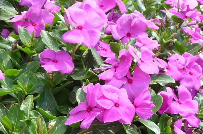 Vinca Titan Lilac - View 15 from www redcrocus com
