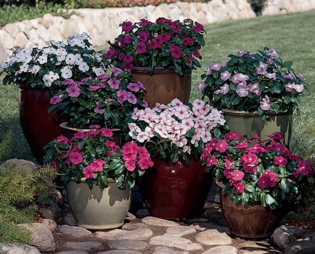 Vinca Titan Lilac - View 16 from www redcrocus com