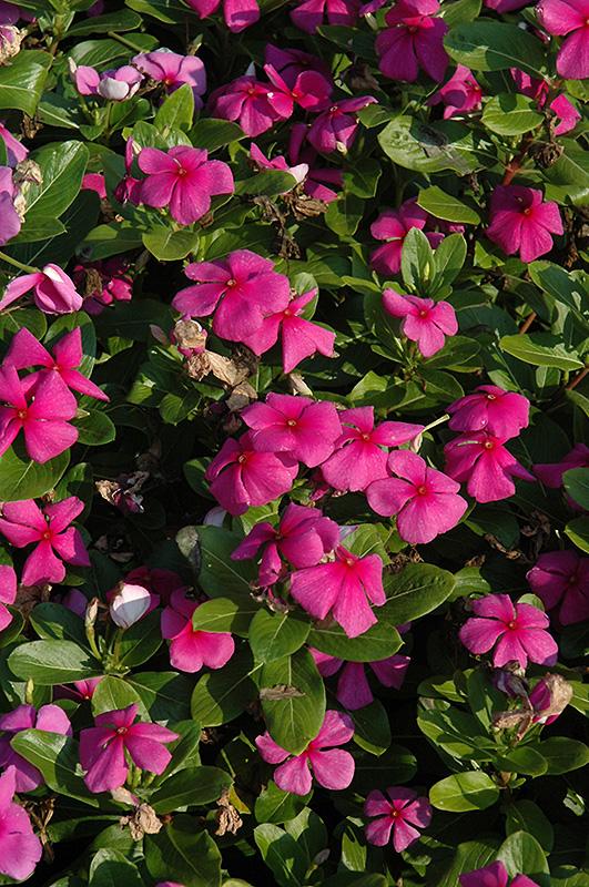 Vinca Titan Lilac - View 1 from www redcrocus com