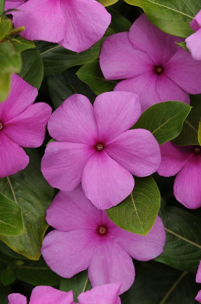 Vinca Titan Lilac - View 2 from www redcrocus com