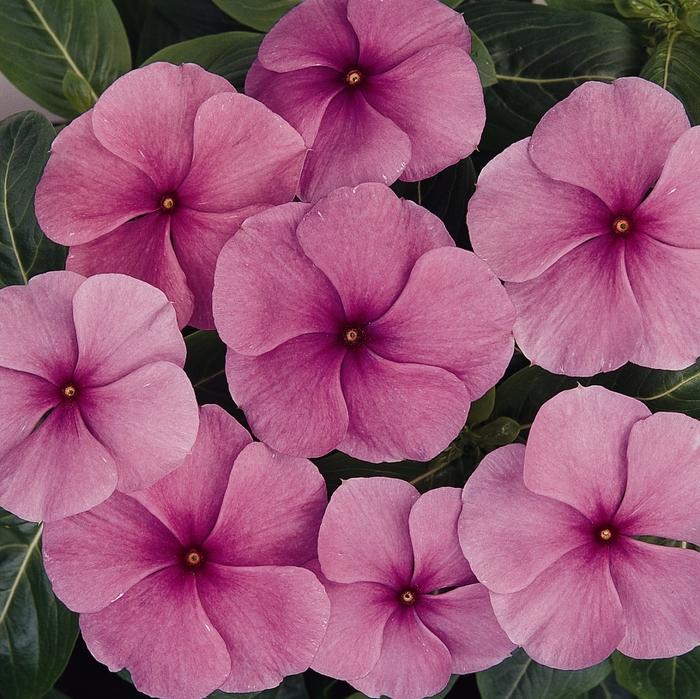 Vinca Titan Lilac - View 6 from www redcrocus com