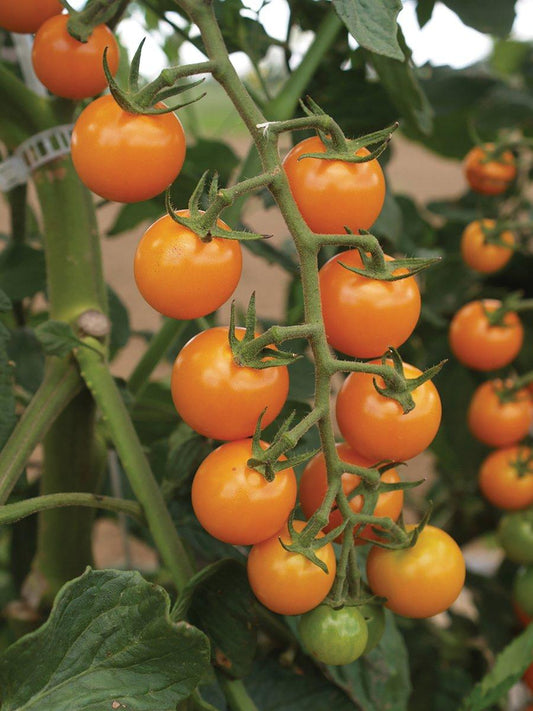 Tomato Sun Sugar - View 1 from www redcrocus com