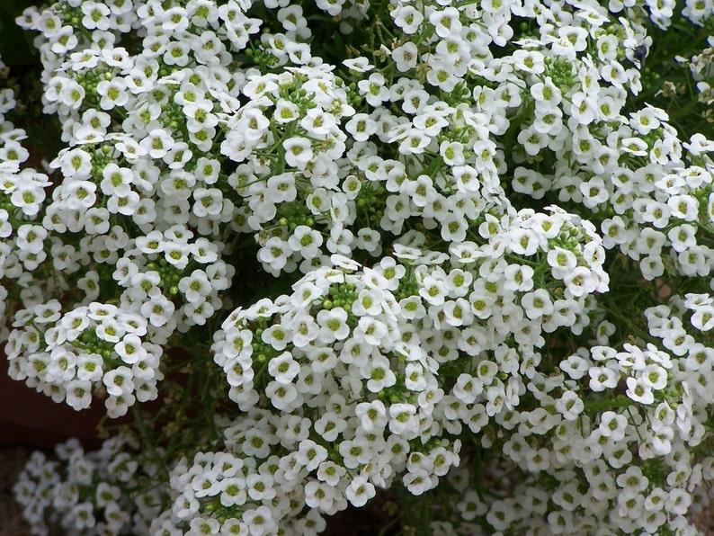 Alyssum Clear Crystal White - View 10 from www redcrocus com