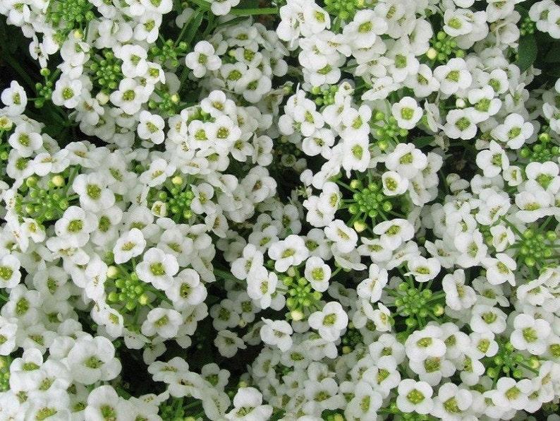 Alyssum Clear Crystal White - View 12 from www redcrocus com