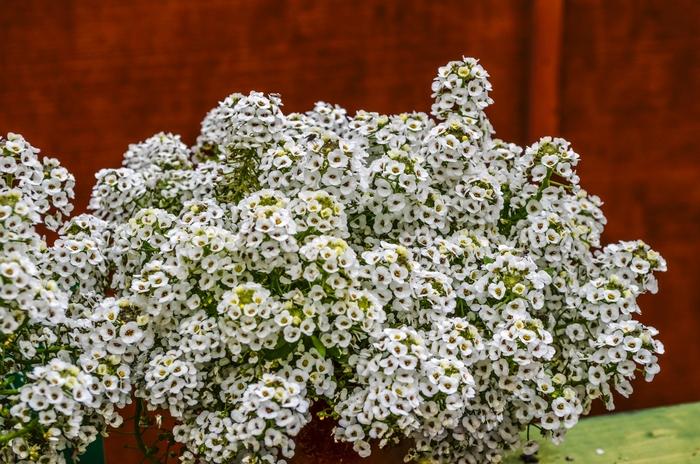 Alyssum Clear Crystal White - View 13 from www redcrocus com