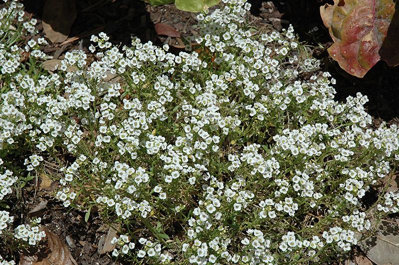 Alyssum Clear Crystal White - View 14 from www redcrocus com
