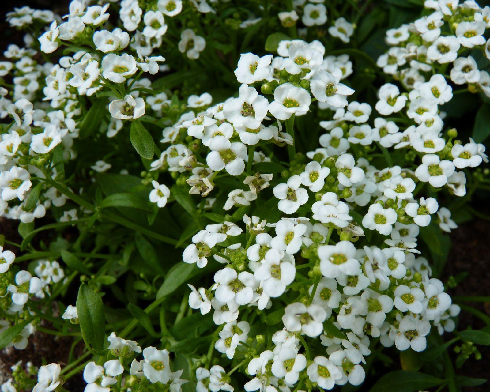 Alyssum Clear Crystal White - View 15 from www redcrocus com