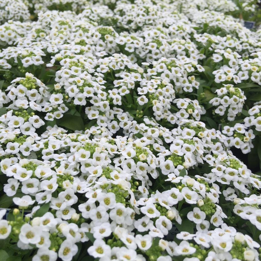 Alyssum Clear Crystal White - View 17 from www redcrocus com