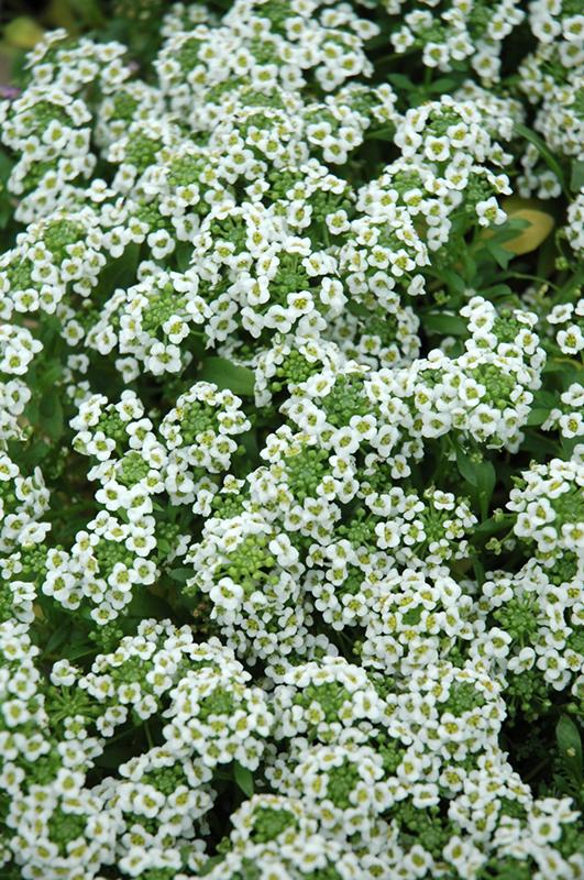 Alyssum Clear Crystal White - View 3 from www redcrocus com