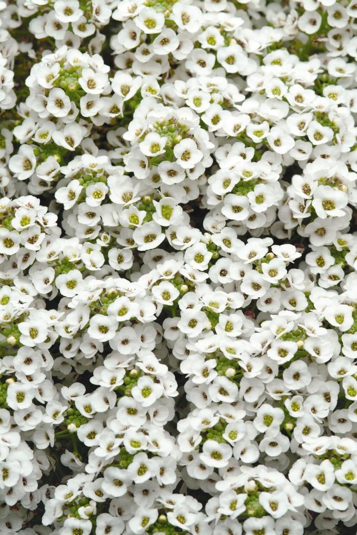 Alyssum Clear Crystal White - View 7 from www redcrocus com