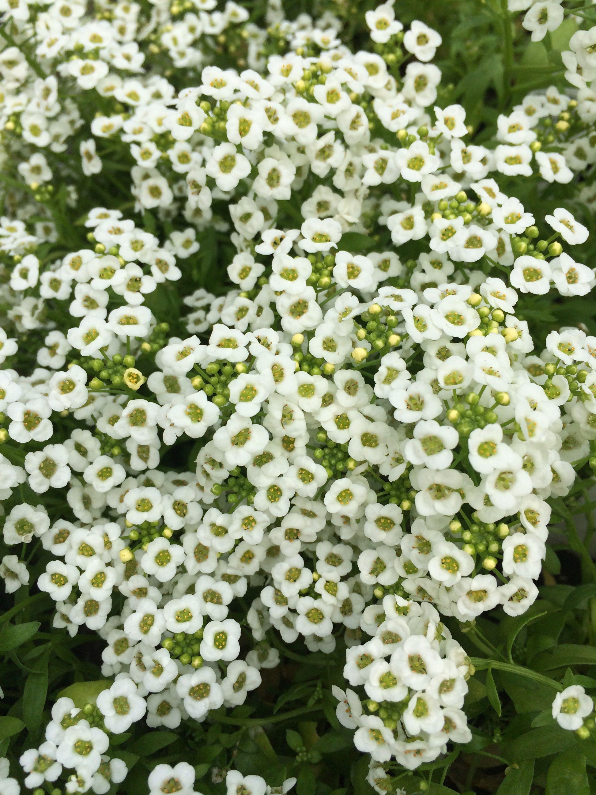 Alyssum Clear Crystal White - View 8 from www redcrocus com