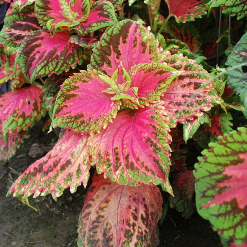 Coleus Kong Salmon Pink - View 11 from www redcrocus com