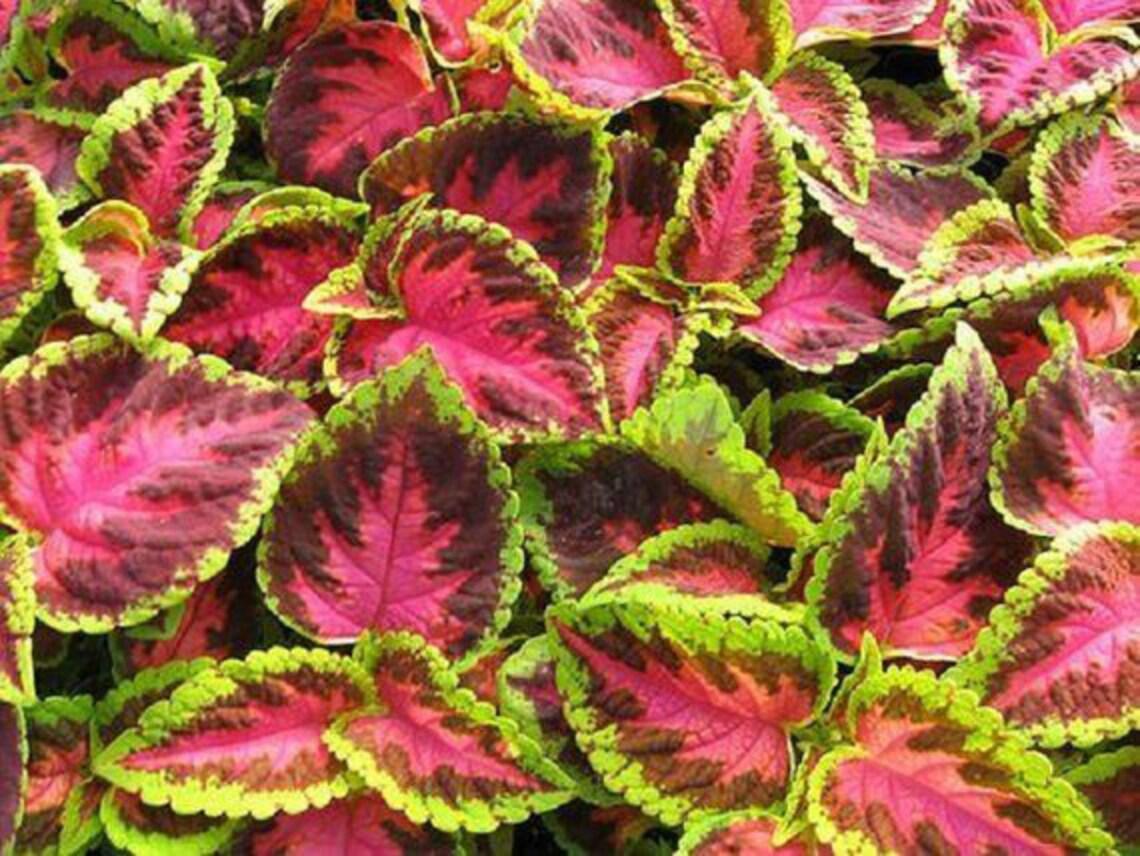 Coleus Kong Salmon Pink - View 12 from www redcrocus com