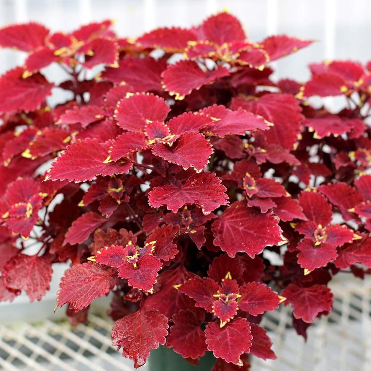 Coleus Kong Salmon Pink - View 14 from www redcrocus com