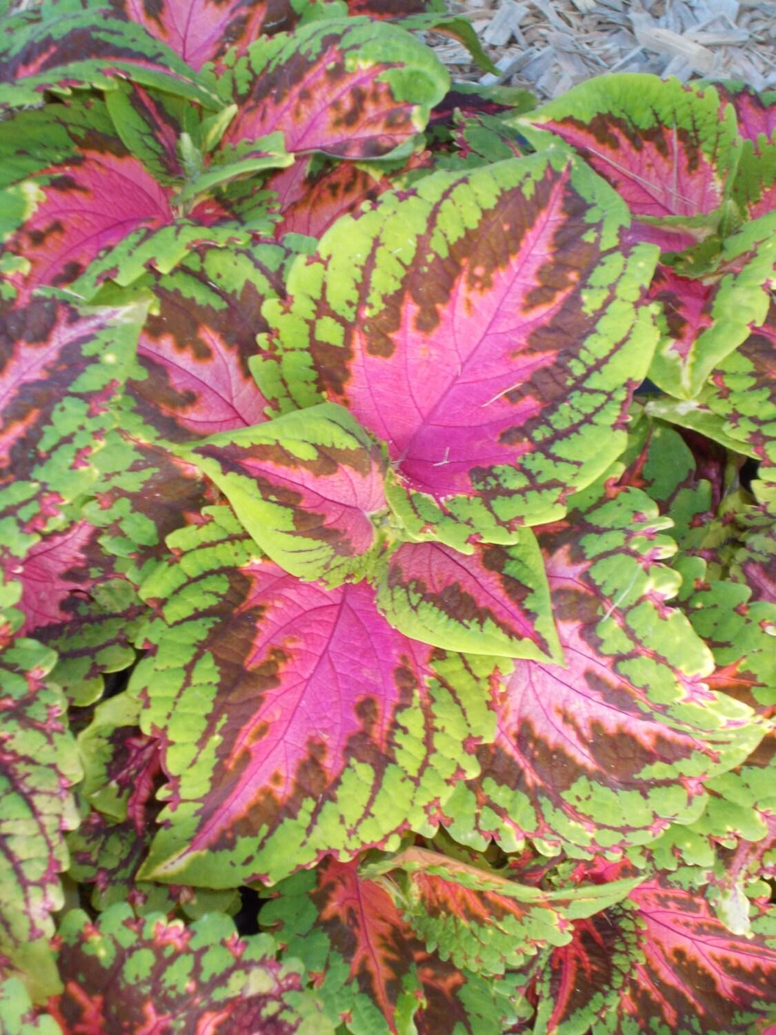 Coleus Kong Salmon Pink - View 19 from www redcrocus com