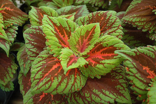 Coleus Kong Salmon Pink - View 1 from www redcrocus com