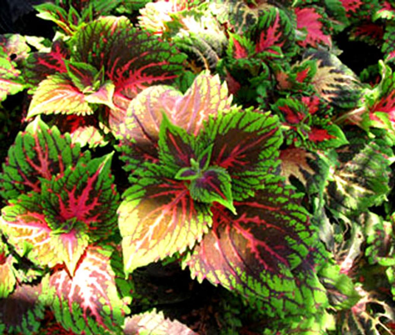 Coleus Kong Salmon Pink - View 2 from www redcrocus com