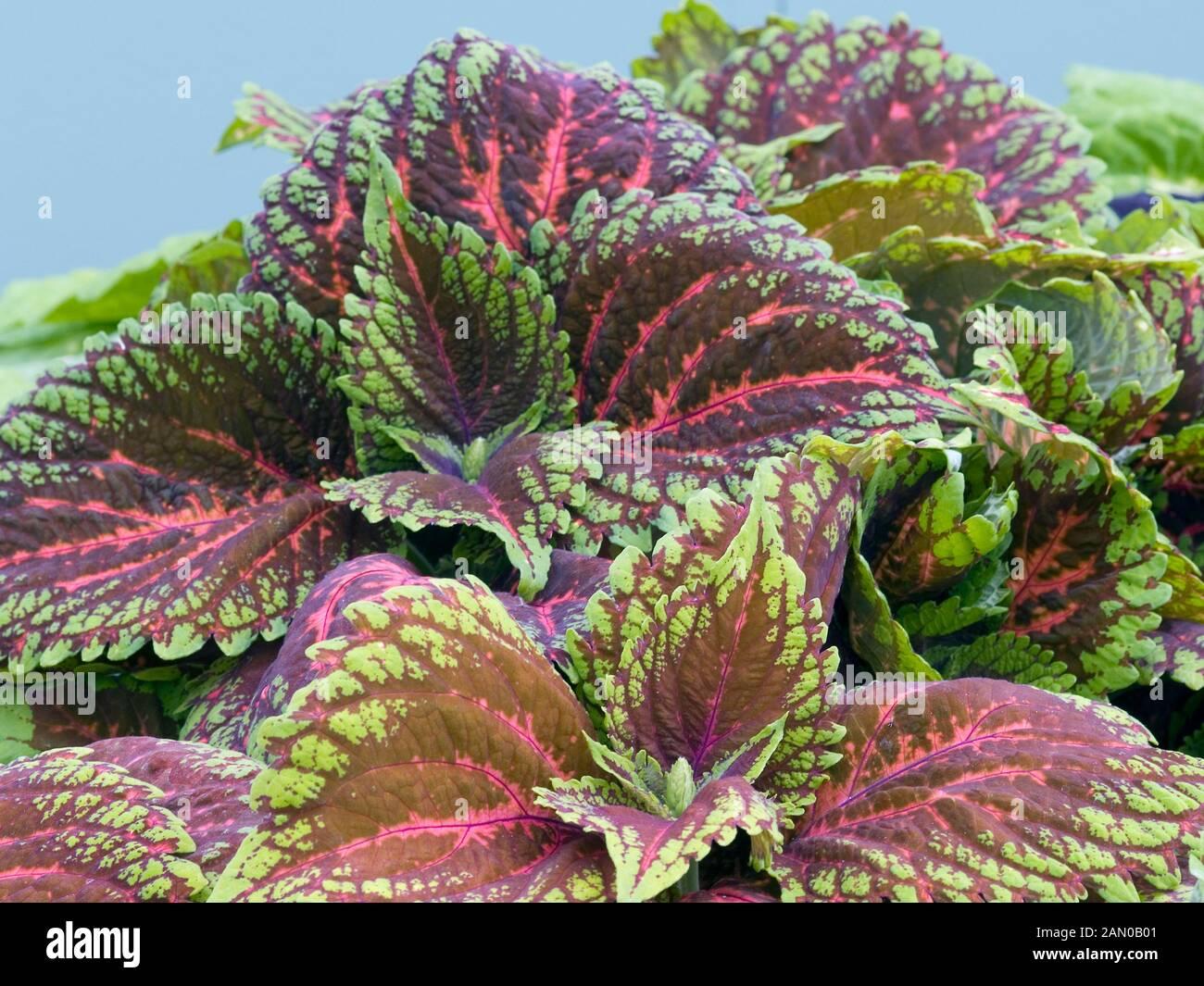 Coleus Kong Salmon Pink - View 4 from www redcrocus com