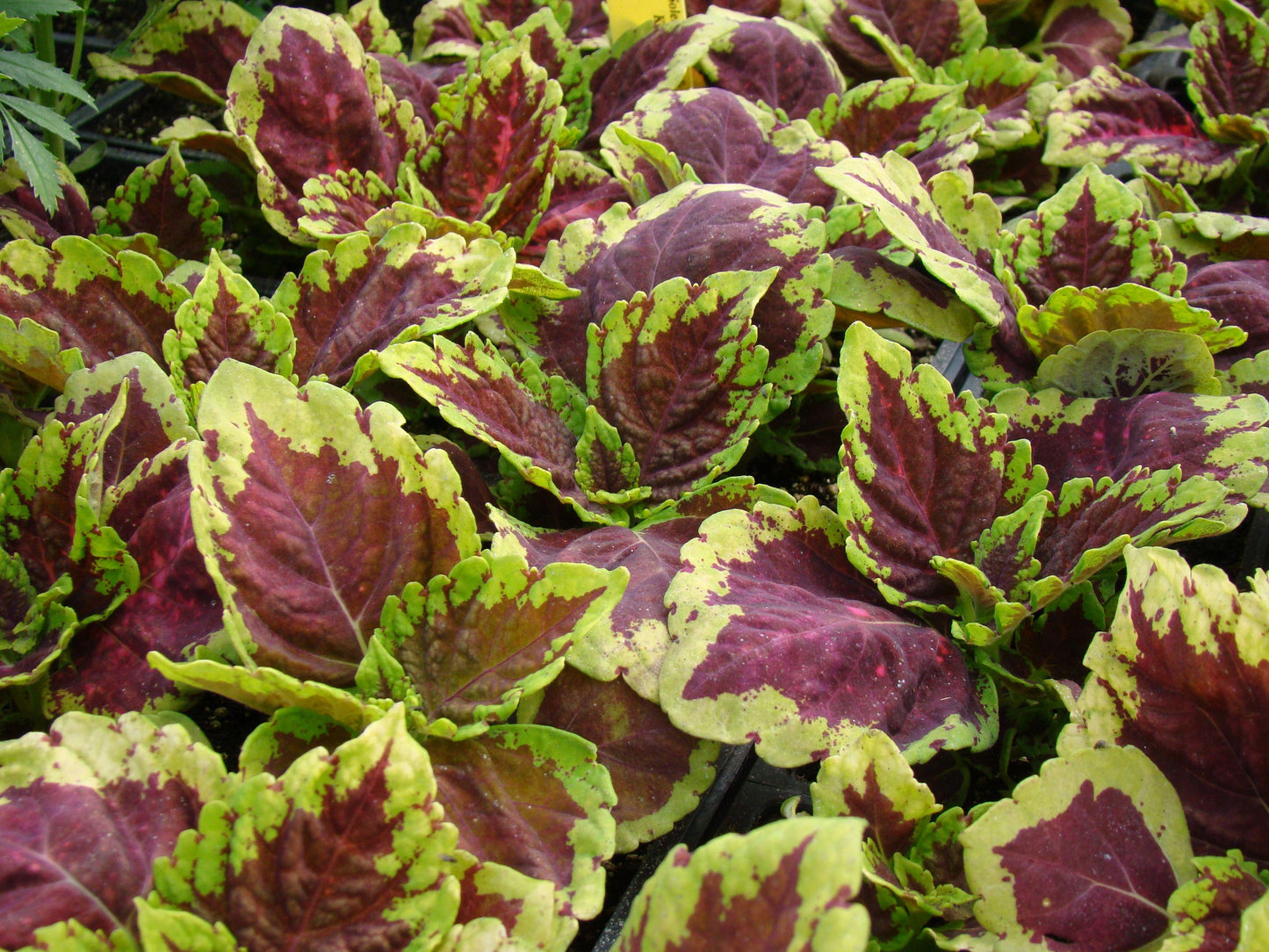 Coleus Kong Salmon Pink - View 9 from www redcrocus com