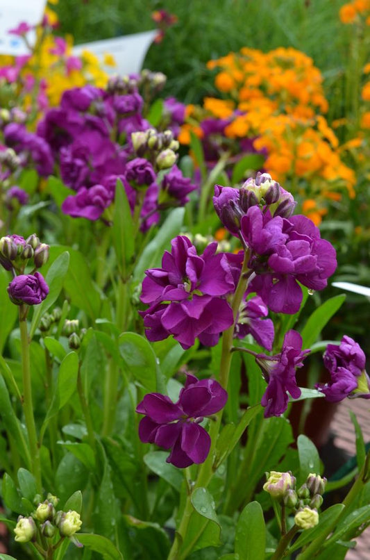 Stock Hot Cakes Purple - View 1 from www redcrocus com