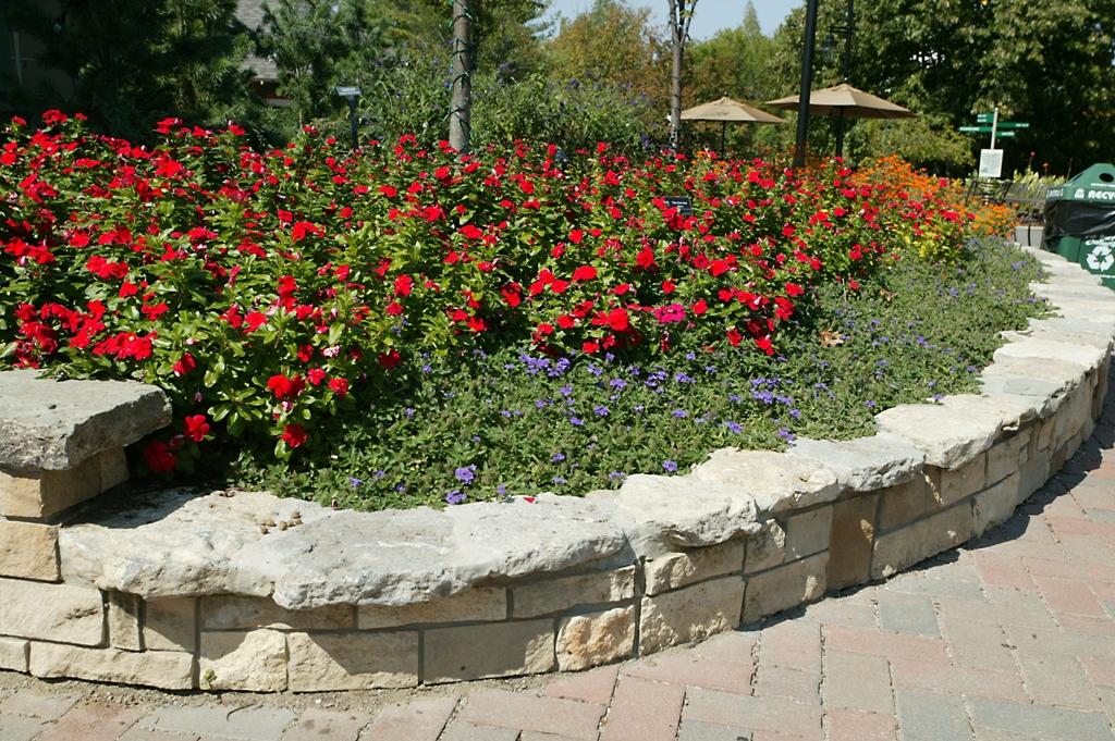 Vinca Titan Dark Red - View 10 from www redcrocus com