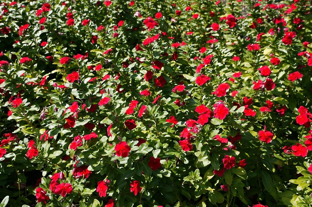 Vinca Titan Dark Red - View 11 from www redcrocus com