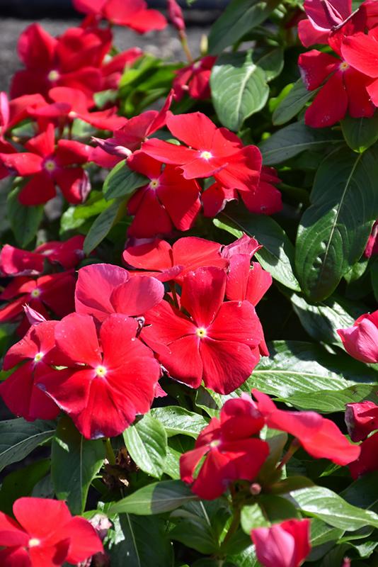 Vinca Titan Dark Red - View 12 from www redcrocus com