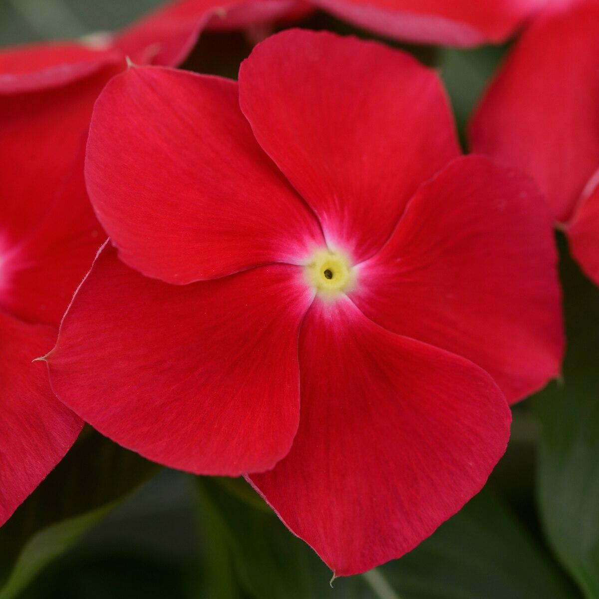 Vinca Titan Dark Red - View 15 from www redcrocus com