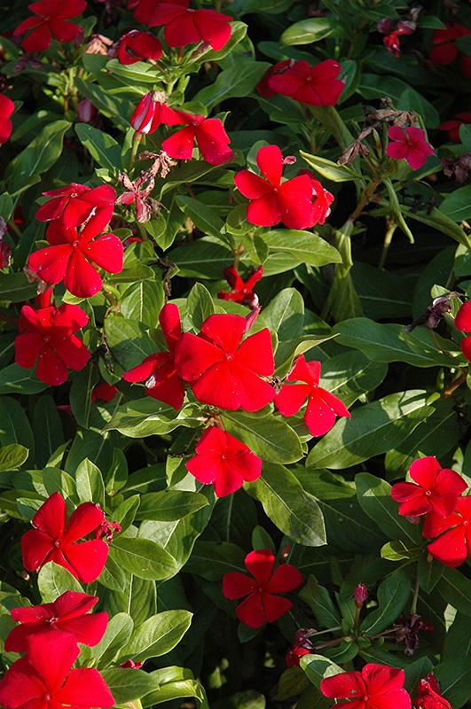 Vinca Titan Dark Red - View 1 from www redcrocus com