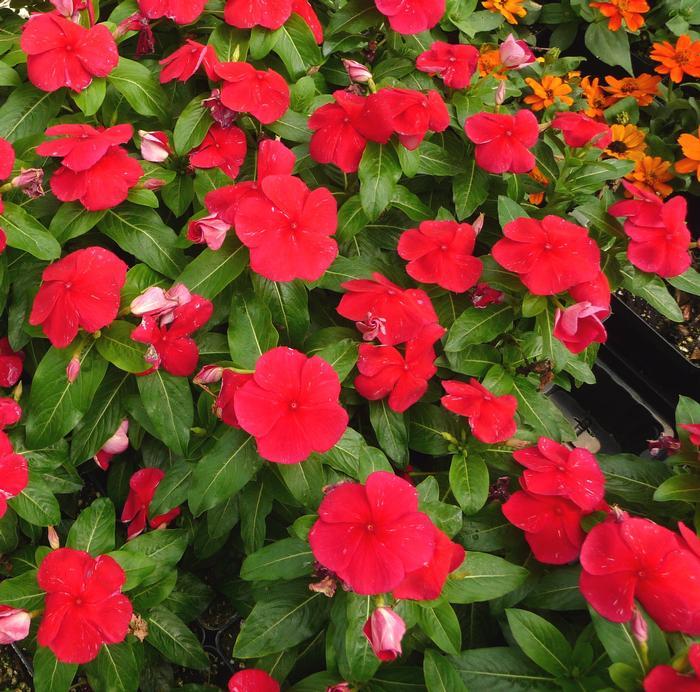 Vinca Titan Dark Red - View 2 from www redcrocus com