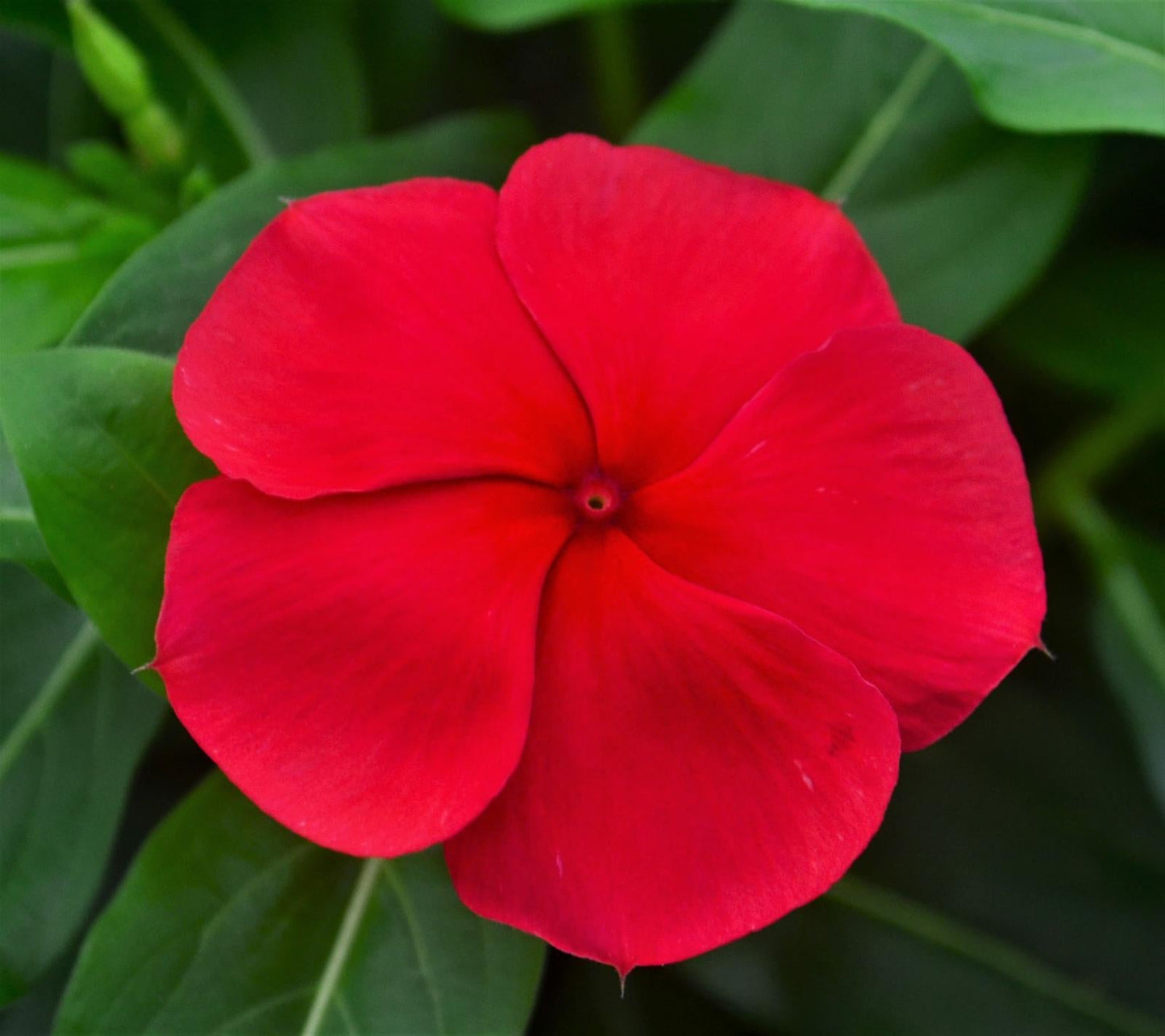 Vinca Titan Dark Red - View 3 from www redcrocus com