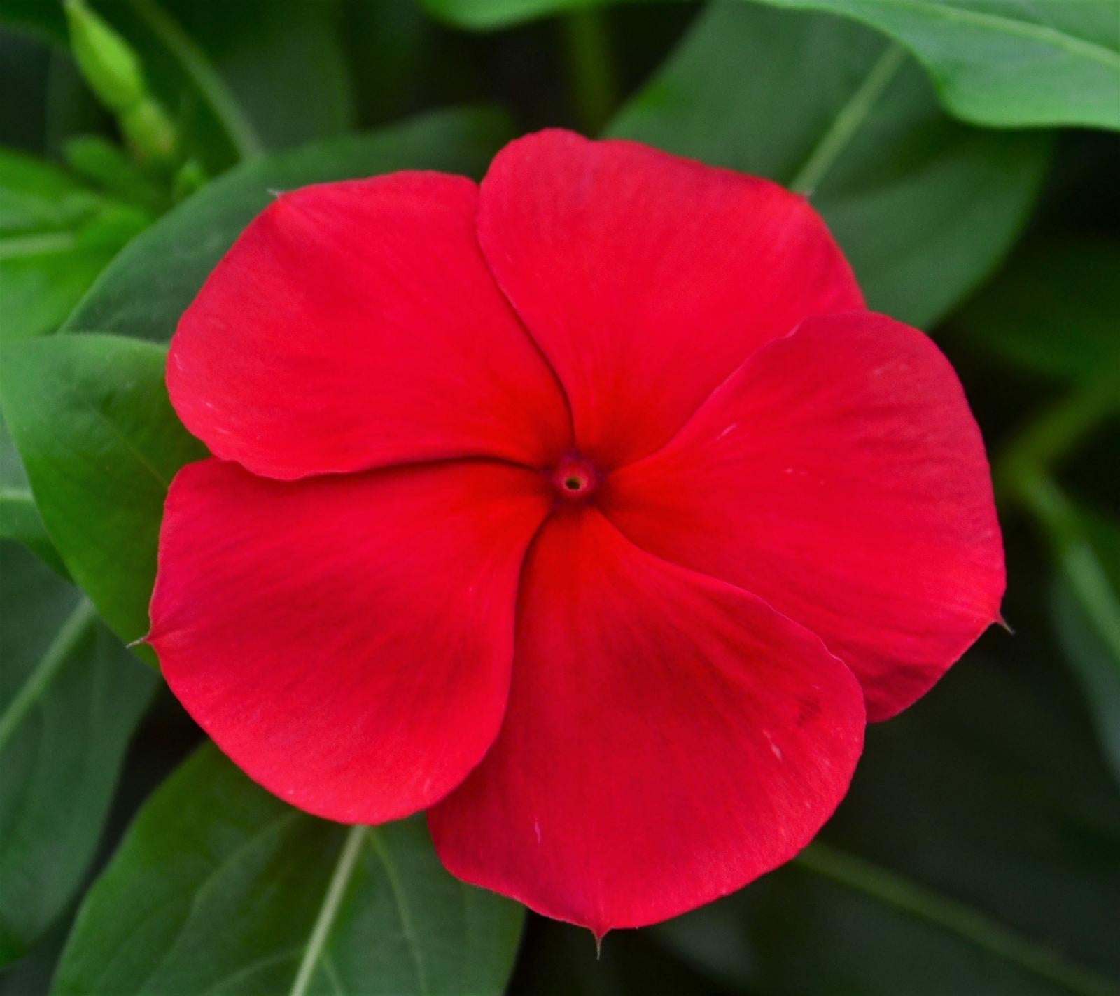 Vinca Titan Dark Red - View 3 from www redcrocus com