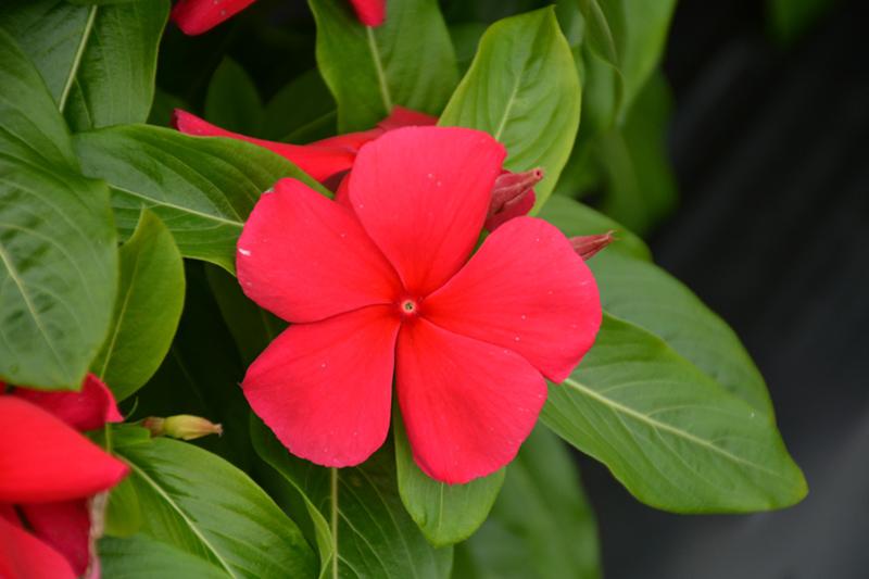 Vinca Titan Dark Red - View 4 from www redcrocus com