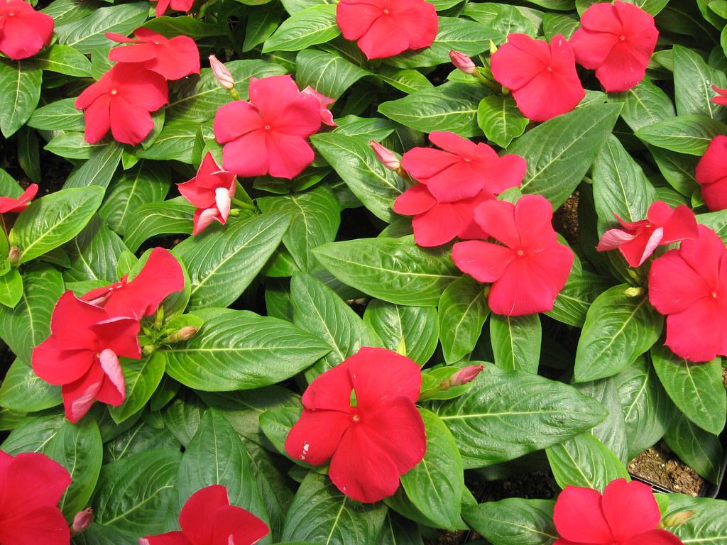 Vinca Titan Dark Red - View 6 from www redcrocus com