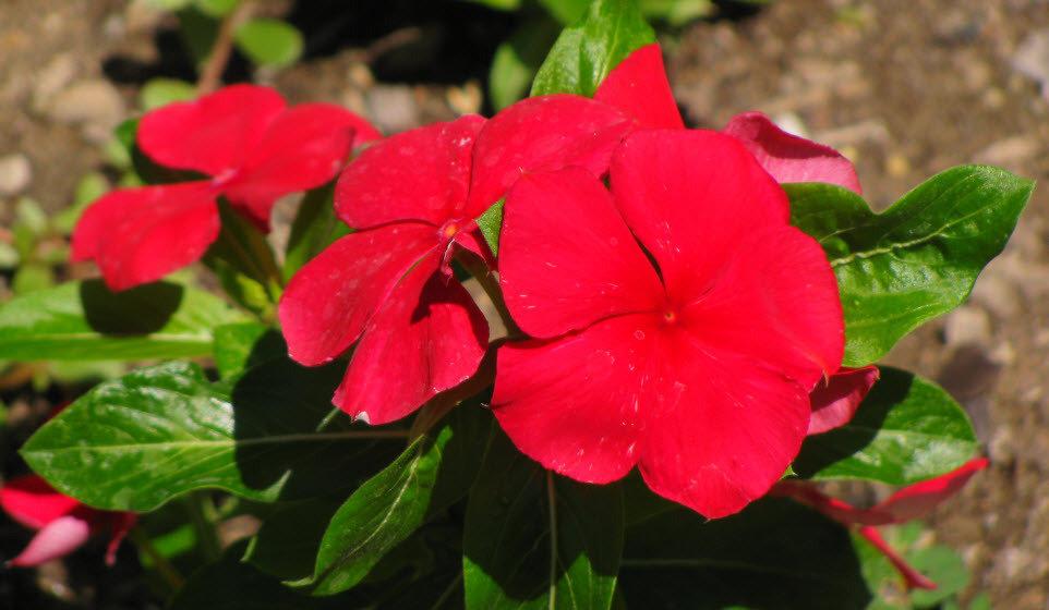 Vinca Titan Dark Red - View 7 from www redcrocus com