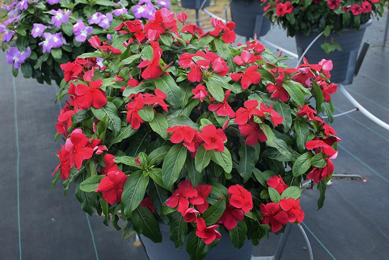 Vinca Titan Dark Red - View 8 from www redcrocus com