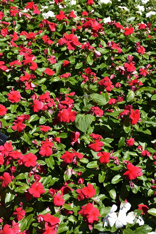 Vinca Titan Dark Red - View 9 from www redcrocus com