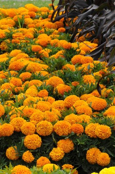 Marigold Taishan Orange - View 10 from www redcrocus com