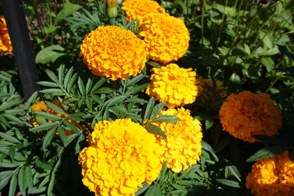 Marigold Taishan Orange - View 11 from www redcrocus com