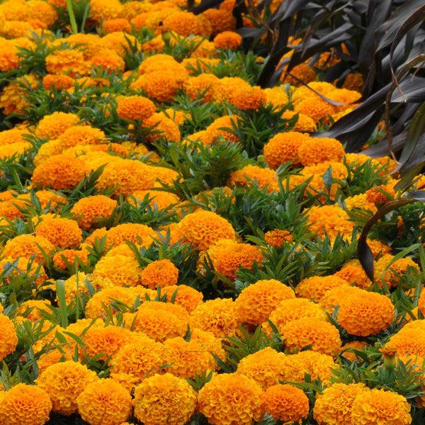 Marigold Taishan Orange - View 12 from www redcrocus com