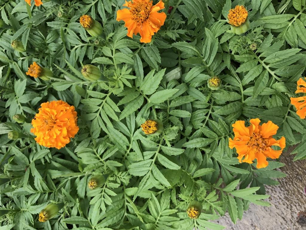 Marigold Taishan Orange - View 14 from www redcrocus com