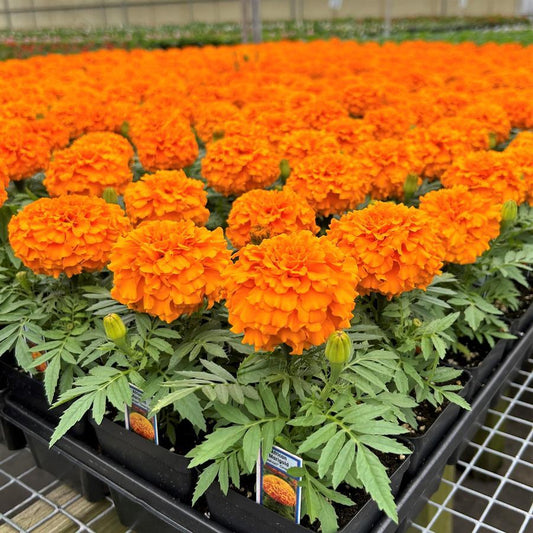 Marigold Taishan Orange - View 1 from www redcrocus com