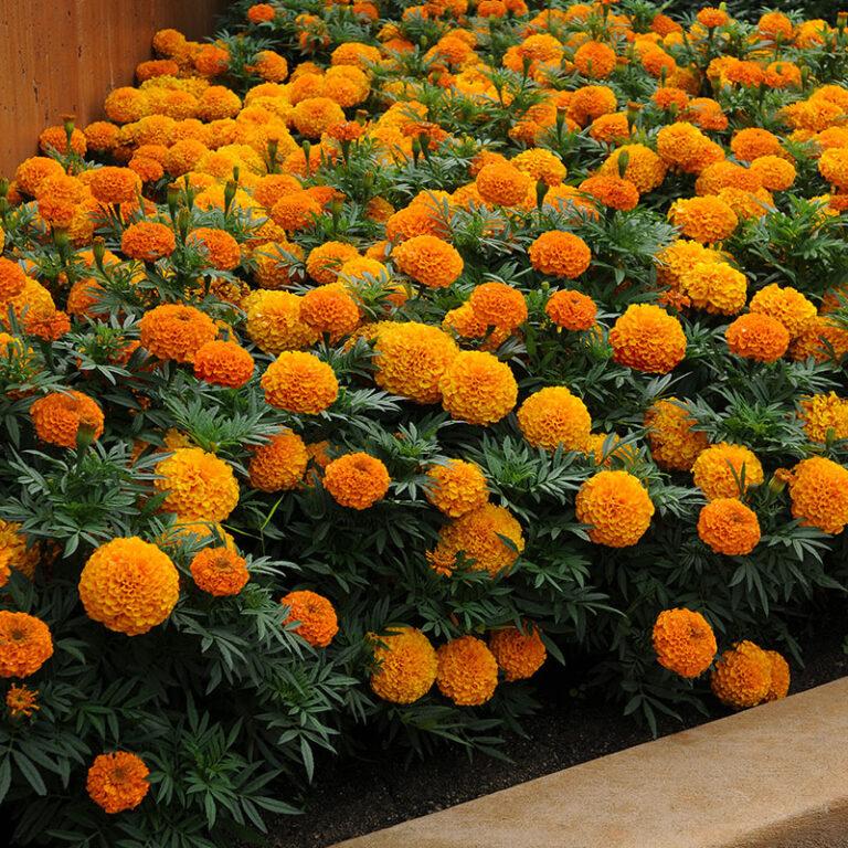 Marigold Taishan Orange - View 2 from www redcrocus com