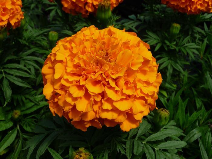 Marigold Taishan Orange - View 4 from www redcrocus com