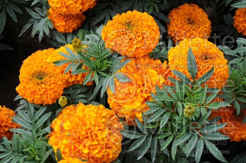 Marigold Taishan Orange - View 5 from www redcrocus com